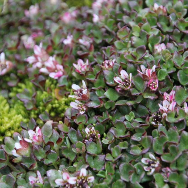 Sommer auf Kap Flora