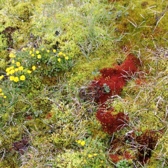 Sommer auf Kap Flora