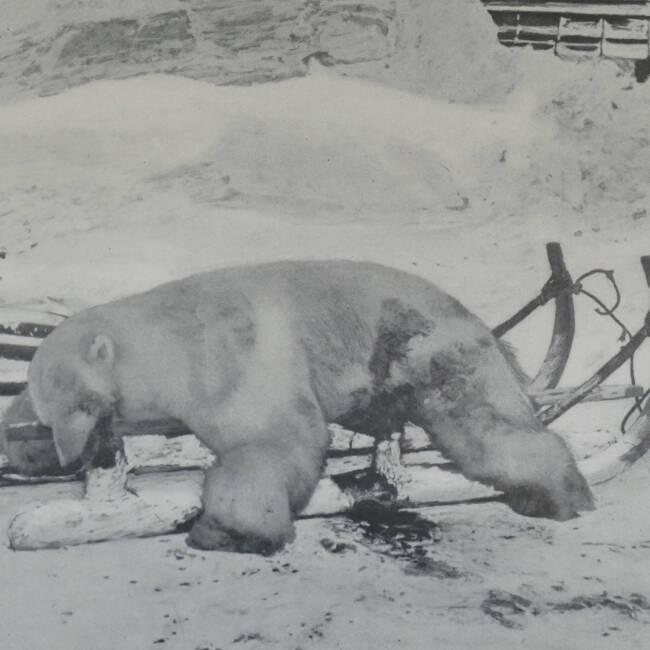 Eisbärenjagd